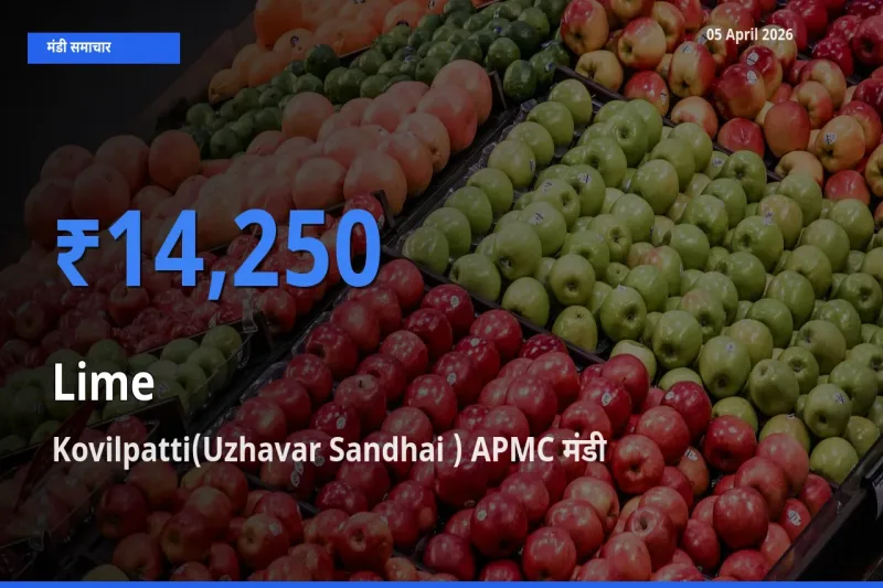 Kovilpatti(Uzhavar Sandhai ) APMC मंडी में आज नींबू के सबसे ऊँचे दाम दर्ज
