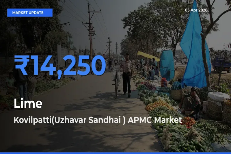 Top Performer! Kovilpatti(Uzhavar Sandhai ) APMC Offers Best Lime Price Today
