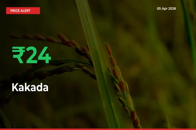 Kakada Rises 23.53% at Mandis