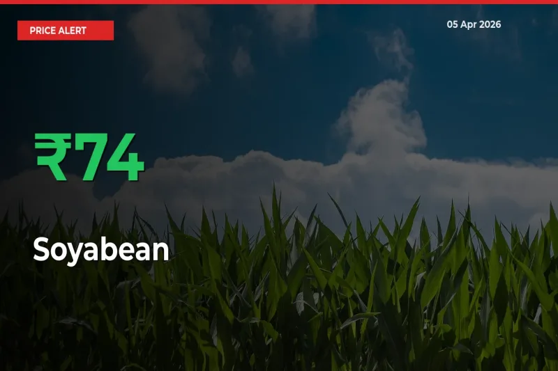 Soyabean Prices Rise 74.37% in a Day at Major Mandis