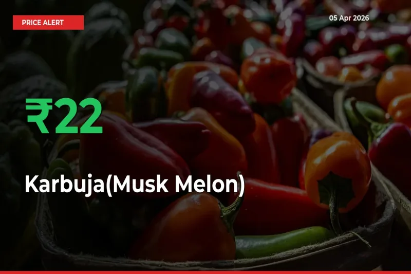 Sudden 21.68% Rally in Karbuja(Musk Melon) Prices Across Mandis