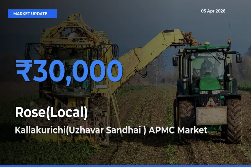 Kallakurichi(Uzhavar Sandhai ) APMC Leads as Top Mandi for Rose(Local) Prices