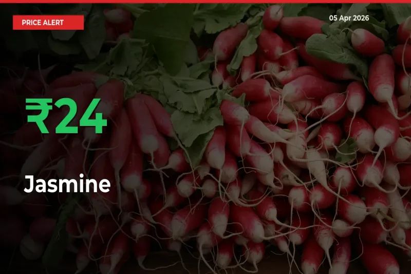 23.52% Spike in Jasmine Prices – Mandi Sees Sudden Rally