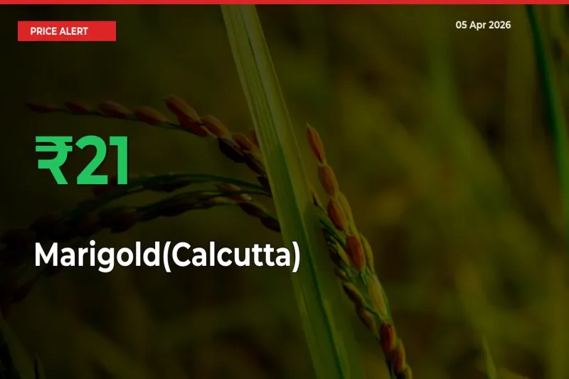 Big Rally! Marigold(Calcutta) Climbs 20.94% in 24 Hours at Top Mandis