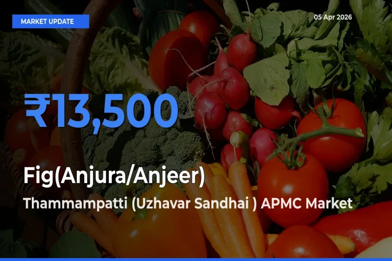 Thammampatti (Uzhavar Sandhai ) APMC Tops Fig(Anjura/Anjeer) Mandi Rates Today