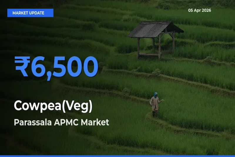 Top Performer! Parassala APMC Offers Best Cowpea(Veg) Price Today