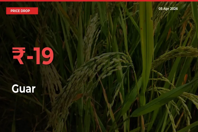 Farmers Alert as Guar Prices Slide 19.01% in Local Mandis