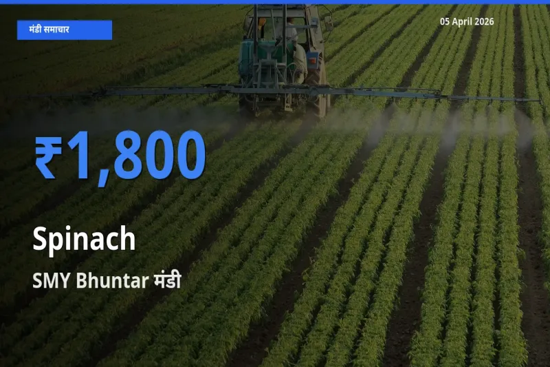 बाज़ार संकेत: SMY Bhuntar बना पालक के लिए आज की टॉप मंडी