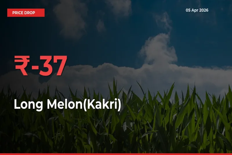 Long Melon(Kakri) Mandi Rate Today: Prices Fall 36.93% at Market