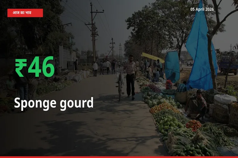 आज का मंडी भाव: तोरई (नेनुआ) के दाम मंडी में 45.57% ऊपर