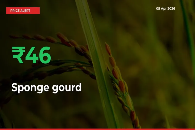45.57% Spike in Sponge gourd Prices – Mandi Sees Sudden Rally