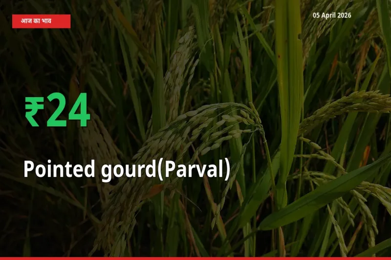 आज का मंडी भाव: परवल के दाम मंडी में 24.34% ऊपर