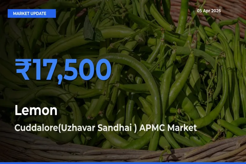 Top Performer! Cuddalore(Uzhavar Sandhai ) APMC Offers Best Lemon Price Today