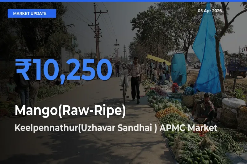 Farmers Prefer Keelpennathur(Uzhavar Sandhai ) APMC as Mango(Raw-Ripe) Hits Highest Rate