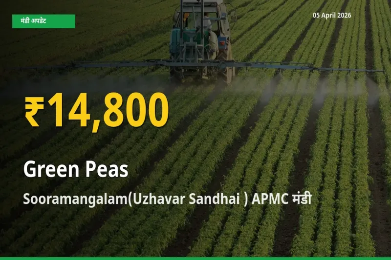 05 April अपडेट: Sooramangalam(Uzhavar Sandhai ) APMC में हरा मटर के दाम रिकॉर्ड स्तर पर