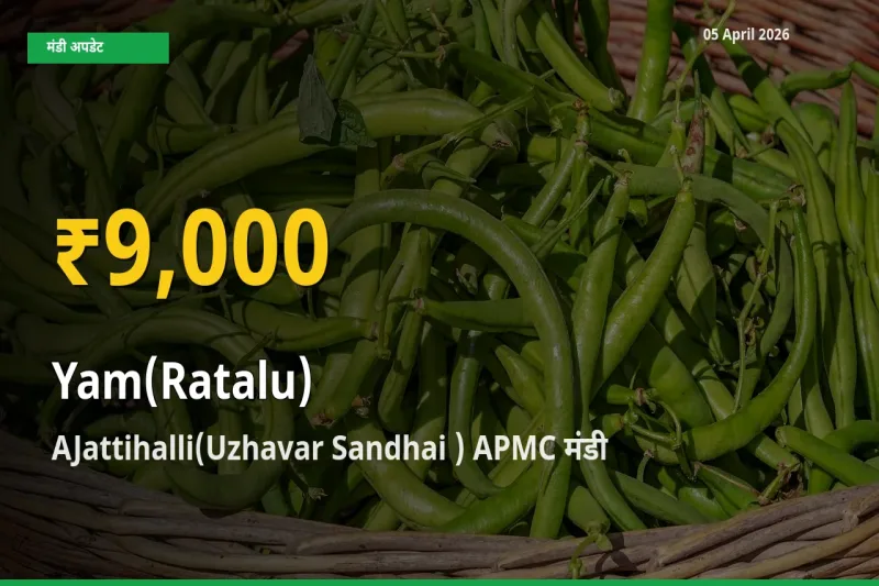 किसानों के लिए खुशखबरी! AJattihalli(Uzhavar Sandhai ) APMC में रतालू (रतलू) के दाम रिकॉर्ड स्तर पर