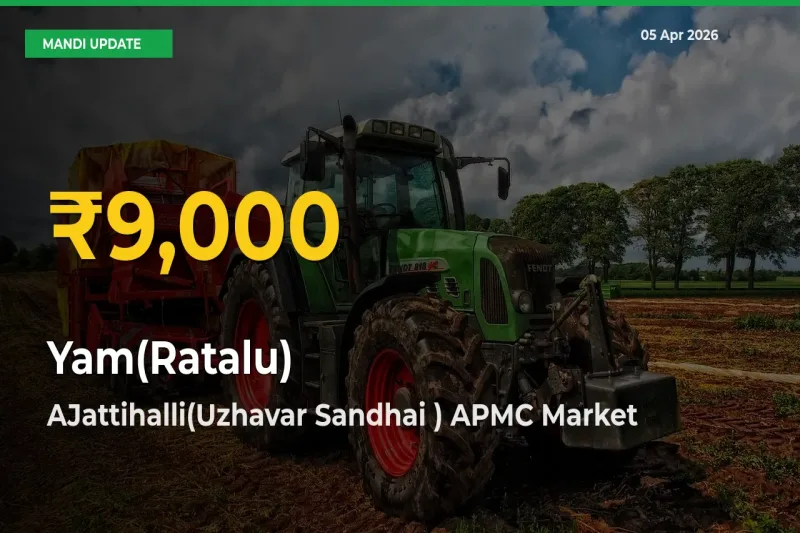 Big Jump in Yam(Ratalu) Prices! AJattihalli(Uzhavar Sandhai ) APMC Records New Peak Today