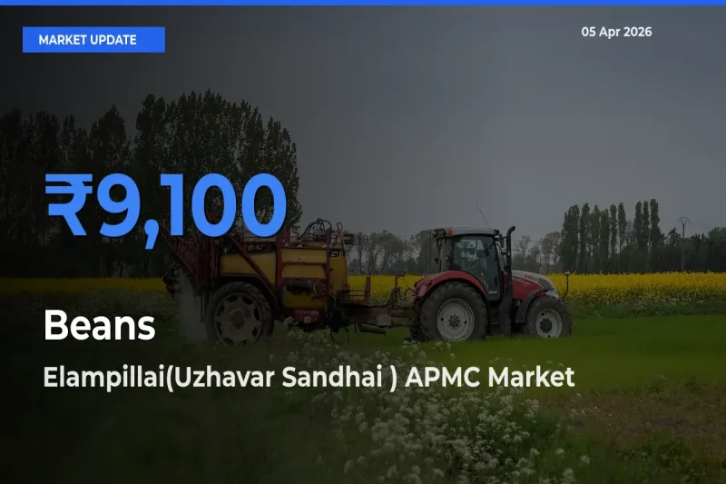 Elampillai(Uzhavar Sandhai ) APMC Records Highest ₹9,100 Rate for Beans