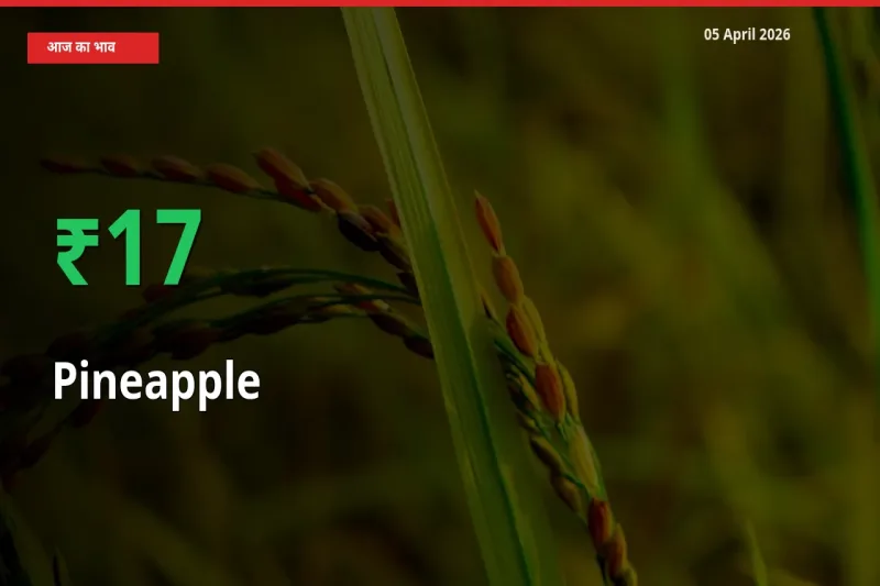 अचानक तेजी! मंडी में अनानास के दाम 17.18% चढ़े