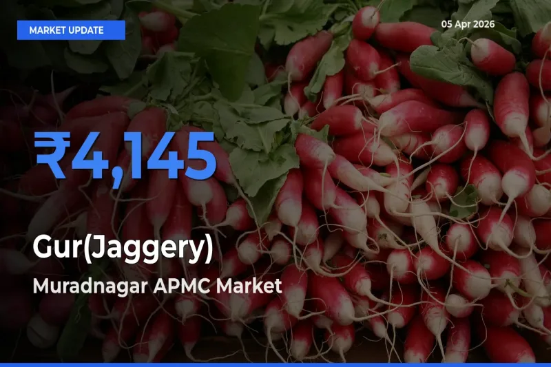 Muradnagar APMC Leads as Top Mandi for Gur(Jaggery) Prices
