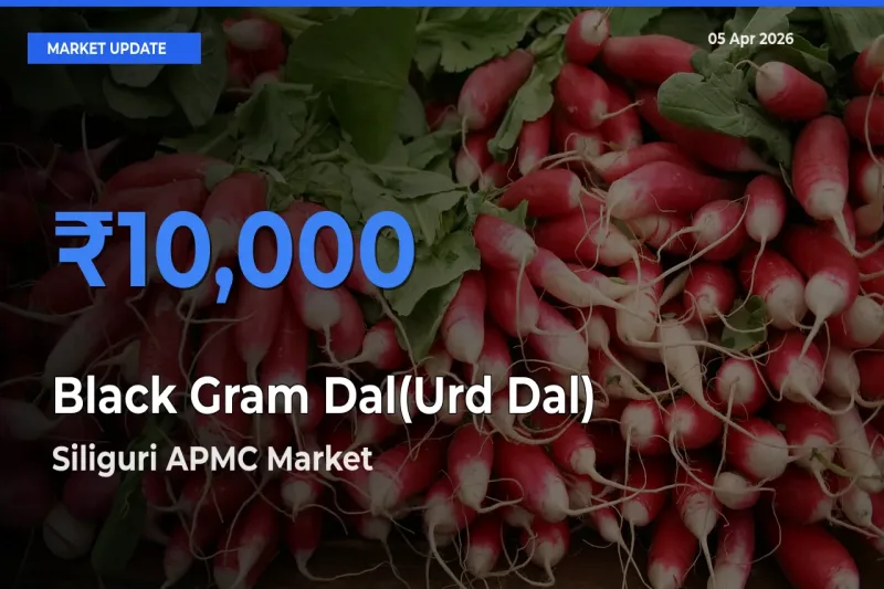 Siliguri APMC Offers ₹10,000 – Highest Black Gram Dal(Urd Dal) Rate Today