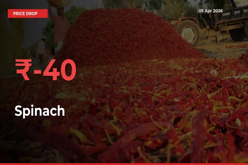 Sudden Shock! Spinach Drops 40% in 24 Hours at Top Mandis