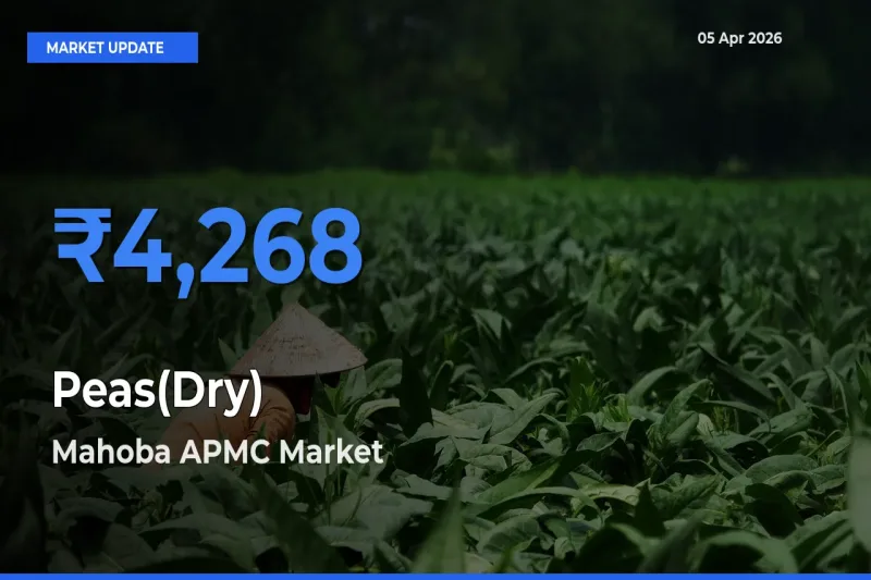 Mahoba APMC Tops Peas(Dry) Rates – April 05 Market Update