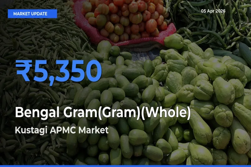 Kustagi APMC Tops Bengal Gram(Gram)(Whole) Mandi Rates Today