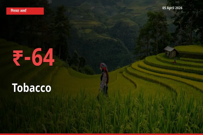 अचानक झटका! मंडी में तंबाकू के दाम 63.96% टूटे