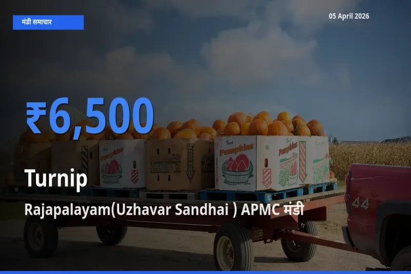 बाज़ार संकेत: Rajapalayam(Uzhavar Sandhai ) APMC बना शलजम के लिए आज की टॉप मंडी