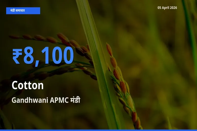 Gandhwani APMC में कपास का आज सबसे ऊँचा भाव