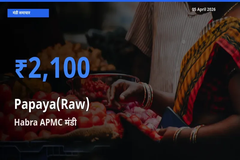 किसानों की पसंद बना Habra APMC, पपीता (कच्चा) के सबसे अच्छे दाम