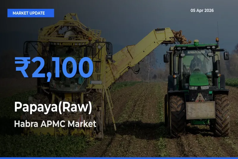 Top Performer! Habra APMC Offers Best Papaya(Raw) Price Today