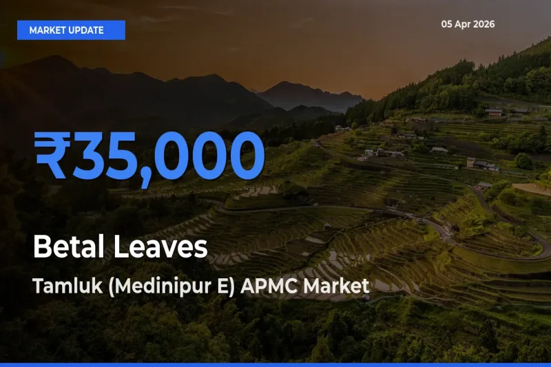 Tamluk (Medinipur E) APMC Offers ₹35,000 – Highest Betal Leaves Rate Today
