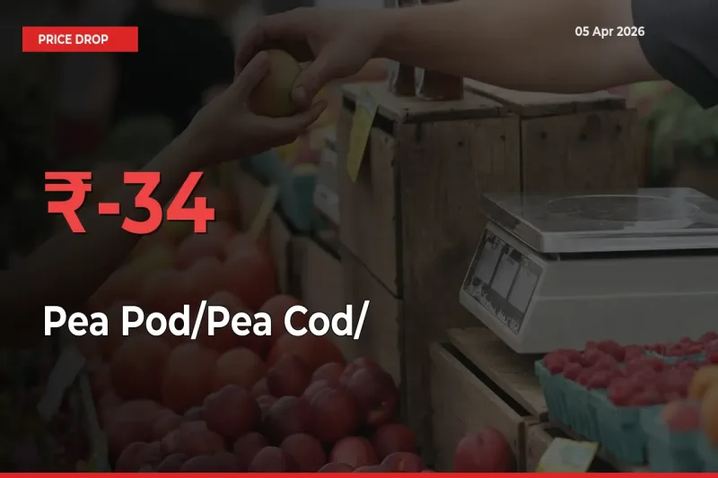 Sudden Shock! Pea Pod/Pea Cod/हरी मटर Drops 34.17% in 24 Hours at Top Mandis