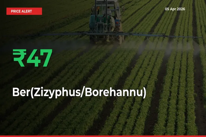 Sudden 47.32% Rally in Ber(Zizyphus/Borehannu) Prices Across Mandis