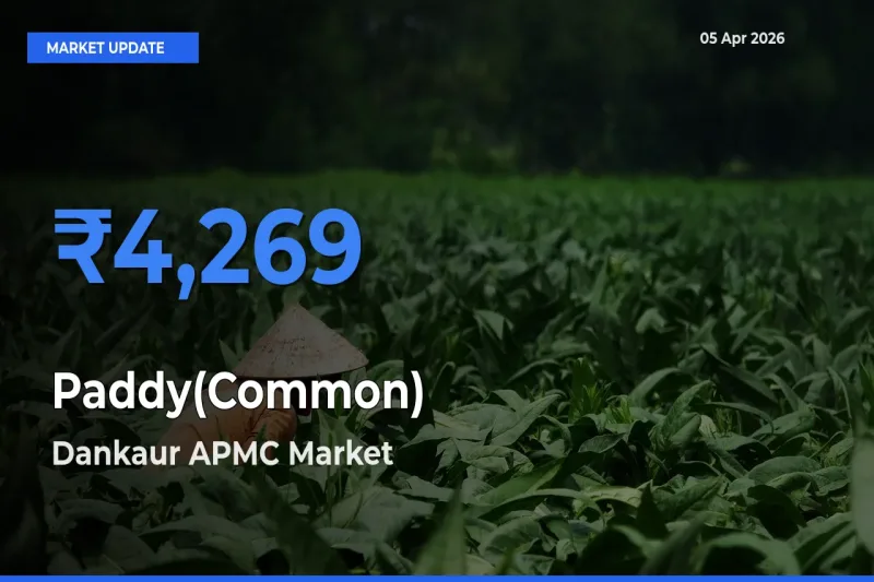 Top Performer! Dankaur APMC Offers Best Paddy(Common) Price Today