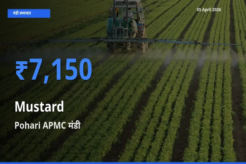 Pohari APMC मंडी में सरसों ₹7,150 पर पहुँचा – आज का सर्वोच्च भाव