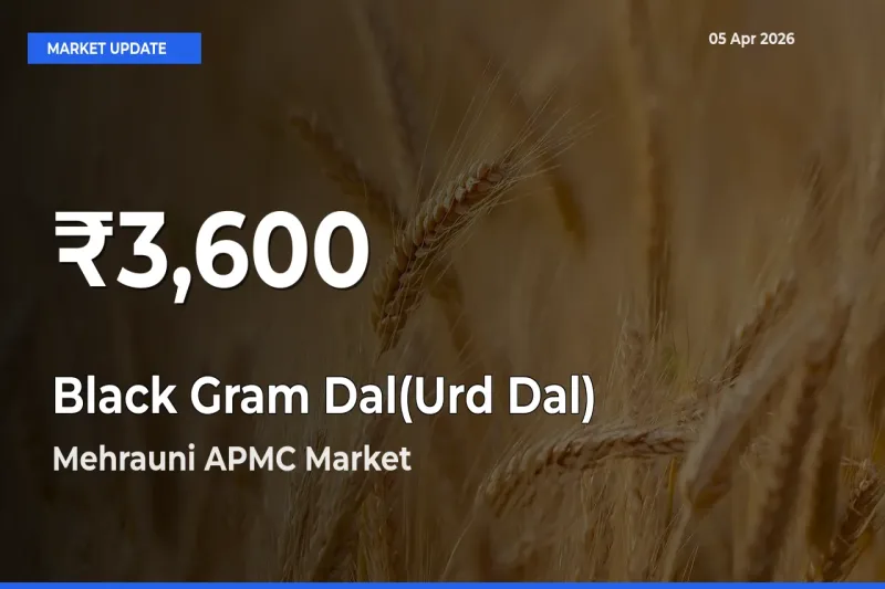 Farmers Concerned as Black Gram Dal(Urd Dal) Hits 30-Day Low in Mehrauni APMC