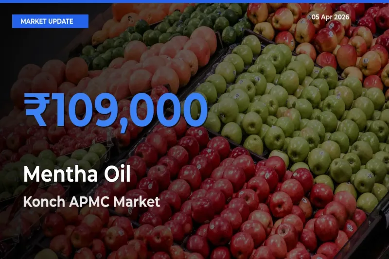 Top Performer! Konch APMC Offers Best Mentha Oil Price Today
