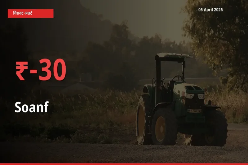 बाज़ार संकेत: सौंफ के भाव मंडी में 30.02% नीचे
