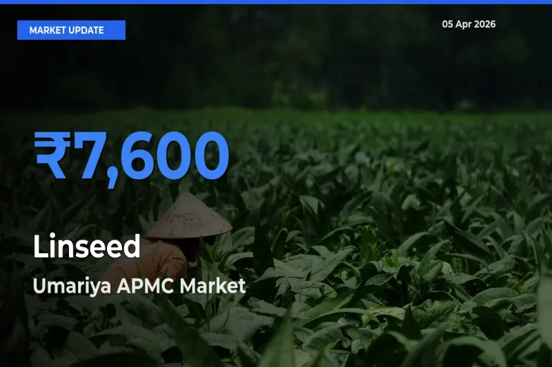 Farmers Prefer Umariya APMC as Linseed Hits Highest Rate