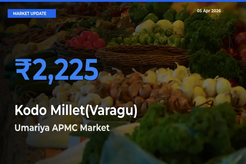 Umariya APMC Tops Kodo Millet(Varagu) Mandi Rates Today