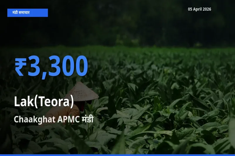 आज का मंडी भाव: लाक(टेओरा) के सबसे ज़्यादा दाम Chaakghat APMC में