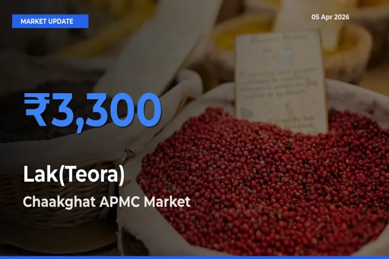Chaakghat APMC Tops Lak(Teora) Mandi Rates Today