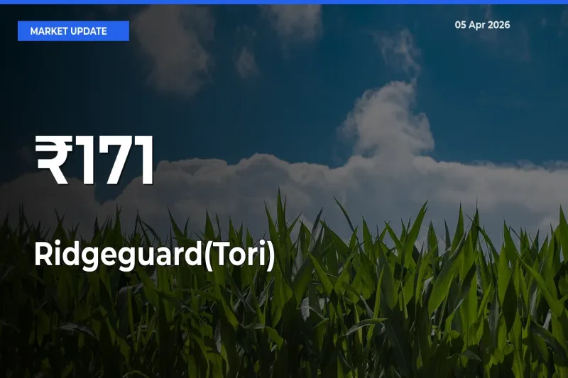 Ridgeguard(Tori) Mandi Prices Move in Sync Across Major Markets Today