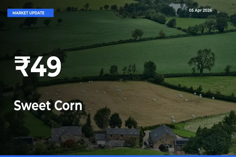 Why Sweet Corn  Prices Are Moving Across Multiple Mandis Today