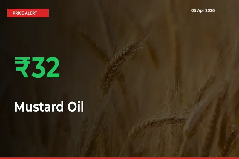 Big Rally! Mustard Oil Climbs 31.68% in 24 Hours at Top Mandis