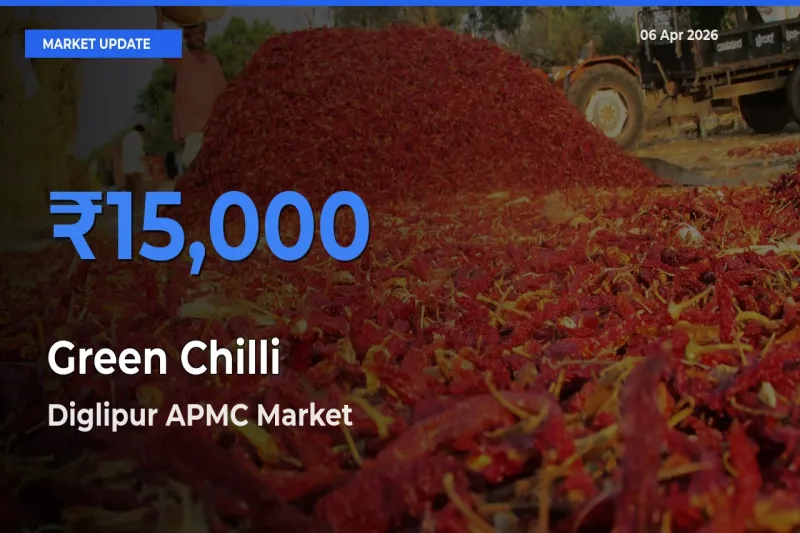 Diglipur APMC Tops Green Chilli Rates – April 06 Market Update