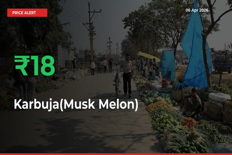 Big Rally! Karbuja(Musk Melon) Climbs 17.74% in 24 Hours at Top Mandis